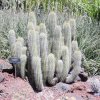 Echinopsis_litoralis_1